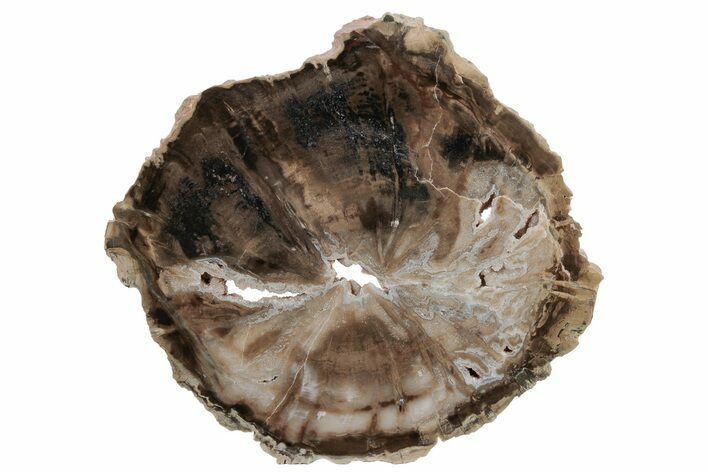 Triassic Petrified Wood (Woodworthia) Round - Zimbabwe #210888